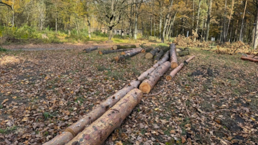 Лісничого з Волині підозрюють у незаконній вирубці дерев на майже 2 мільйони гривень: деталі справи