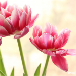 Тепло вдень та морози вночі: чим здивує погода наприкінці зими і на початку весни на Волині?