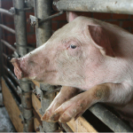 На Волині у домашньої свині виявили африканську чуму