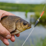 На що ловити карася восени: 5 наживок, які працюють у холодній воді