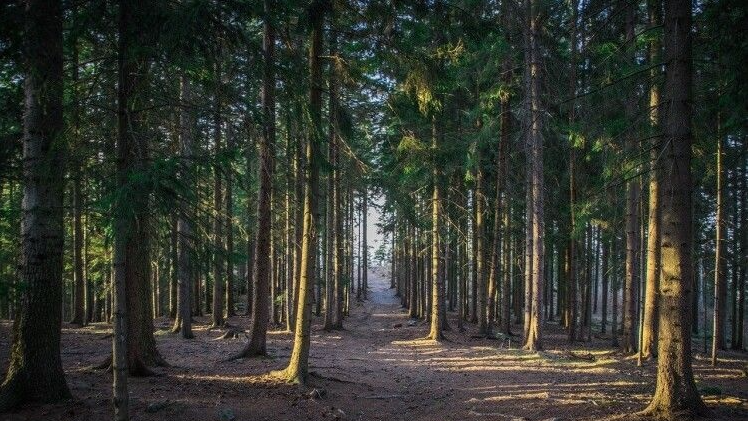 На Волині мешканцям громади заборонили ходити в ліс