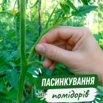 Пасинкування помідорів: коли і як правильно це робити, щоб було багато зав'язків