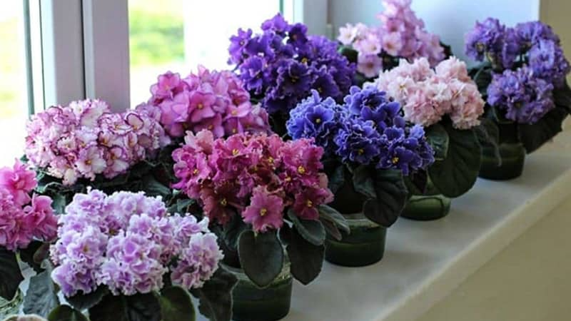 Бутони проснуться за допомогою снігу: як швидко й ефективно стимулювати цвітіння фіалки