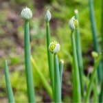 Як посадити цибулю навесні, щоб не було стрілок