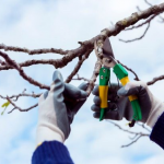 Які дерева у саду треба обрізати взимку 2026: встигніть до березня