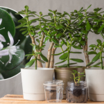 Розбагатієте без зусиль: де вдома тримати грошове дерево