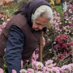 93-річна волинянка веде господарство та вирощує хризантеми