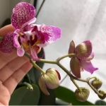 Як правильно поливати орхідеї, щоб вони не гнили й не скидали бутони