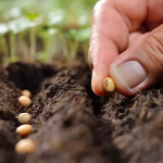 Чи можна садити город до Благовіщення: не робіть цю помилку