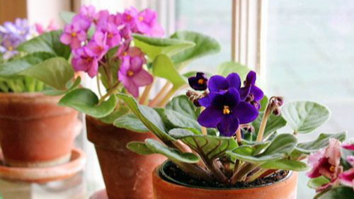 Як змусити фіалки цвісти цілий рік - креативний лайфхак
