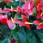 Як змусити зацвісти «чоловіче щастя»