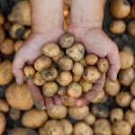 Скільки коштує насіннєва картопля на Волині: огляд цін та сортів