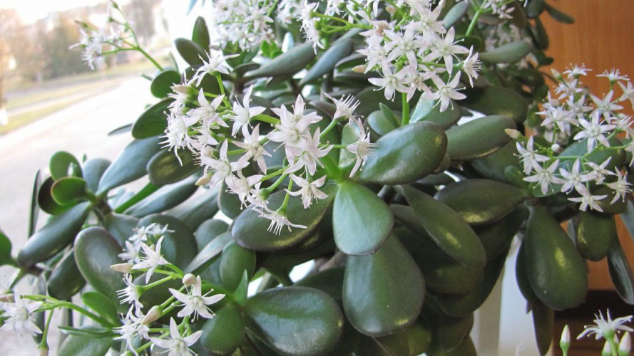 Секрети, про які мало хто знає: чим підживити грошове дерево для рясного цвітіння