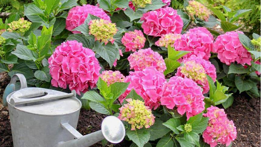 Натуральні підживки для гортензії — що працює найкраще?