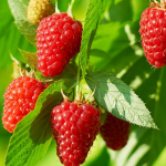 Найефективніша підживка для малини навесні: врожайність збільшиться вдвічі