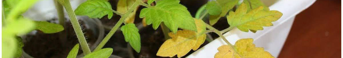 Чому жовтіє розсада і як це швидко виправити