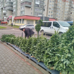 У Луцьку вже можна купити ялинку. Скільки коштують хвойні дерева до свят