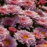 Чи потрібно обрізати хризантеми на зиму: найкращі поради