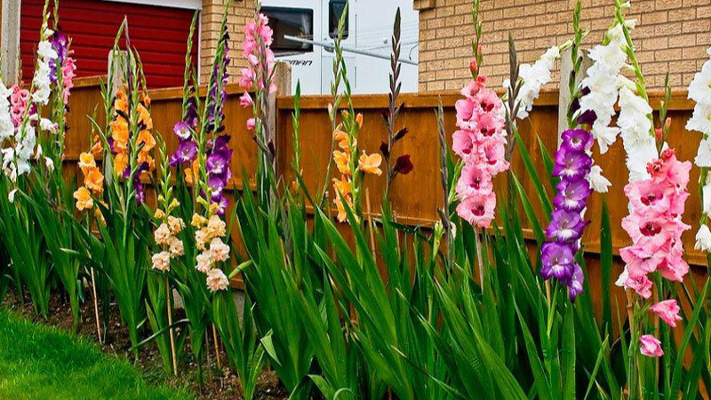Гладіолуси зацвітуть як ніколи: коли садити навесні 2026 року