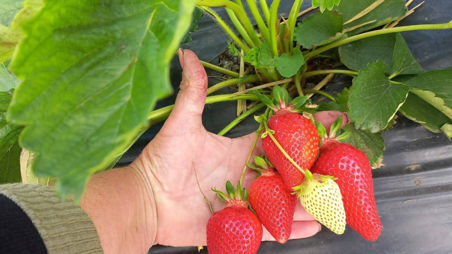 Чим підживити полуницю в квітні, щоб отримати величезний врожай