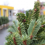 Жива чи штучна – скільки коштують ялинки у місті на Волині перед святами