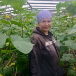 У селі на Волині родина вирощує огірки вже понад два десятиліття