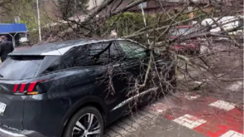У Луцьку дерево впало на автомобіль під час руху: що відомо