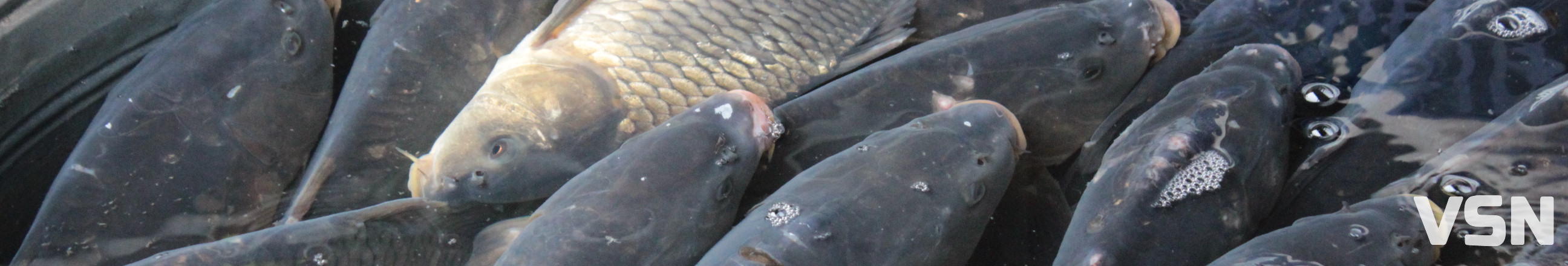 Скільки у Луцьку на ринку коштує жива риба?