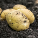 найкращі сорти картоплі
