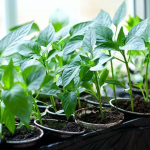 Найкращі дати для висівання розсади перцю за місячним календарем у 2026 році