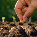 Місячний посівний календар на квітень 2026 року: що і в які дні посадити для великого врожаю