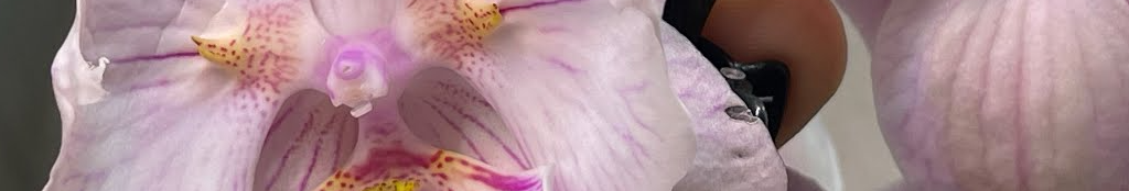 Один простий полив — і орхідея зацвіла: секрет, який знають не всі квітникарі