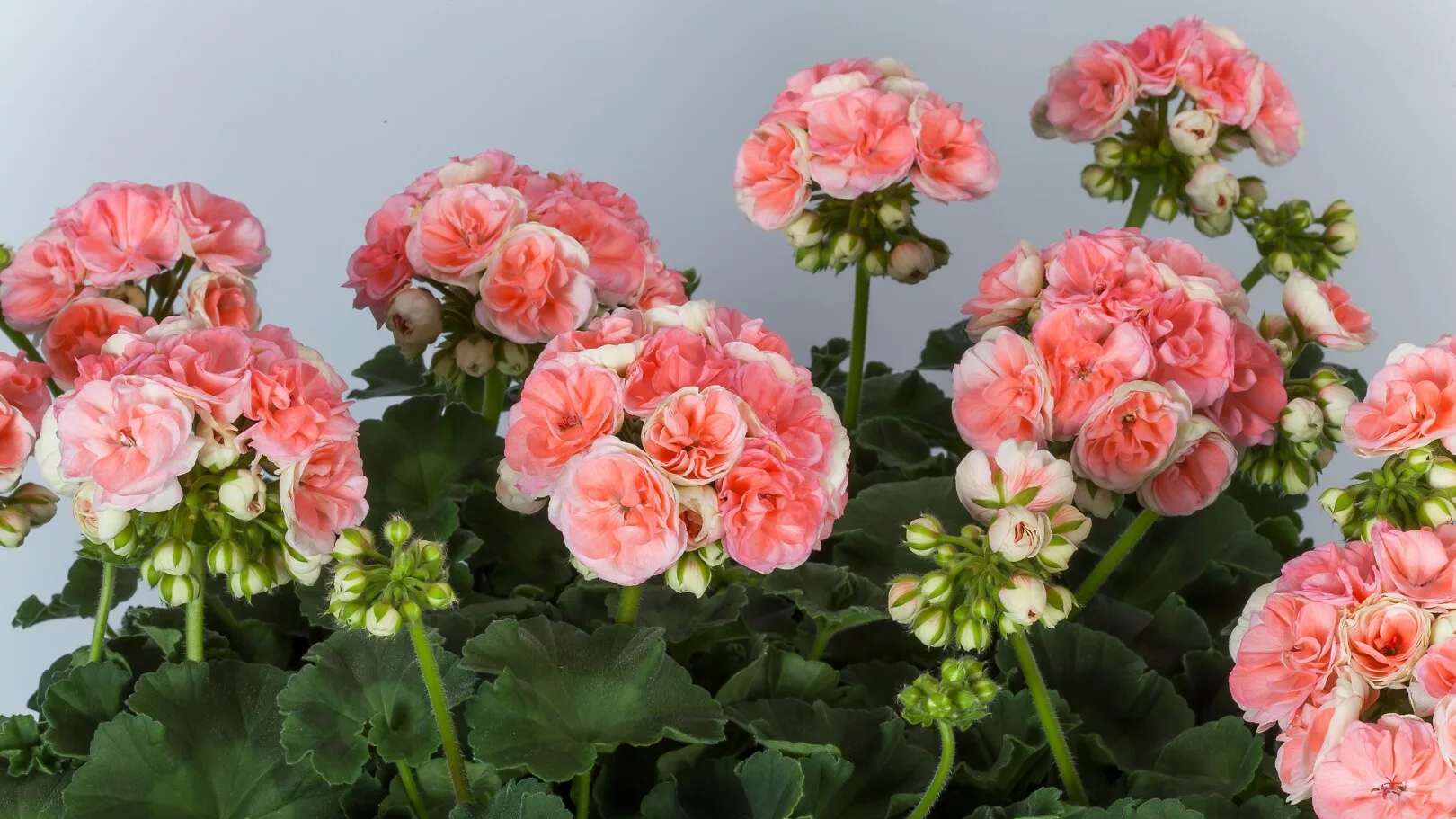 Пеларгонія зацвіте, як ніколи: копійчане добриво, яке змусить калачики цвісти цілий рік