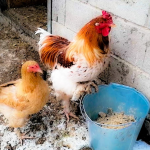 Чим годувати курей узимку, щоб несли багато яєць і були здорові