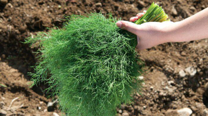 Ви про це навіть не здогадувалися - як виростити пишний ароматний кріп