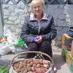 Волиняни вже активно збирають врожай домашньої картоплі