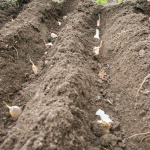 посадка озимого часнику