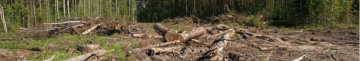 На Волині лісгосп заплатить понад пів мільйона за незаконну вирубку