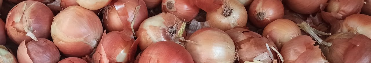 Добре родять і в посуху, і в мороз: які сорти цибулі обрати у 2026 році