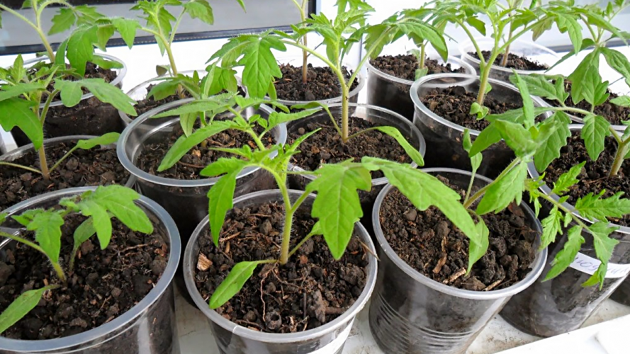 вирощування розсади помідорів