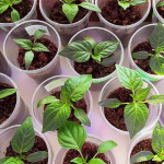 Коли сіяти перець на розсаду у лютому і березні 2026: найкращі дні за місячним календарем