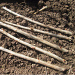 Як розмножити смородину живцями — простий спосіб для кожного дачника