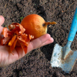 Цибулеве лушпиння замість добрив: простий секрет міцної розсади