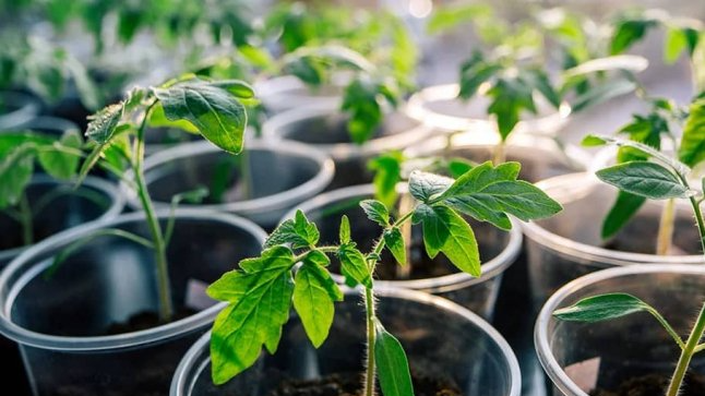 Коли садити помідори на розсаду у лютому 2026 року: найкращі дні за місячним календарем