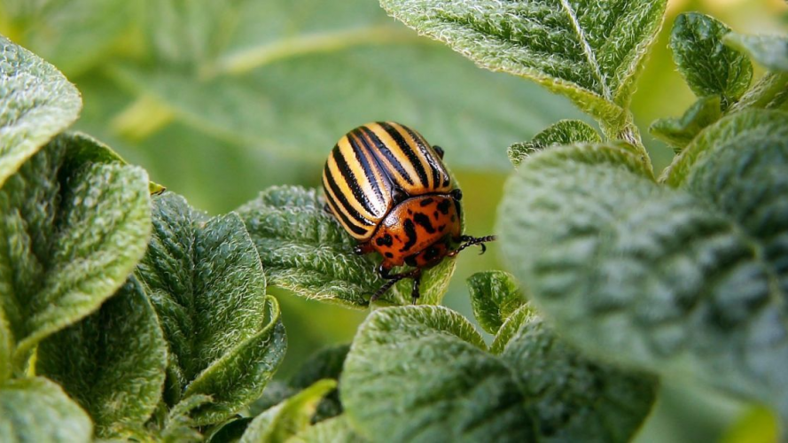 Як позбутися колорадського жука без хімії: простий розчин, який реально працює