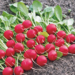 Секрет швидкого врожаю редиски: що зробити після посіву