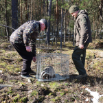 На Волині після зимової перетримки випустили у дику природу борсука