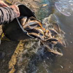 На Волині у водосховище випустили пів тонни коропа та білого амура