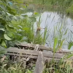 «Місце — офігезне, але все в жахливому стані»: занепала популярна турбаза на Світязі