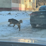 У Луцьку зграя собак покусала дитину, - соцмережі